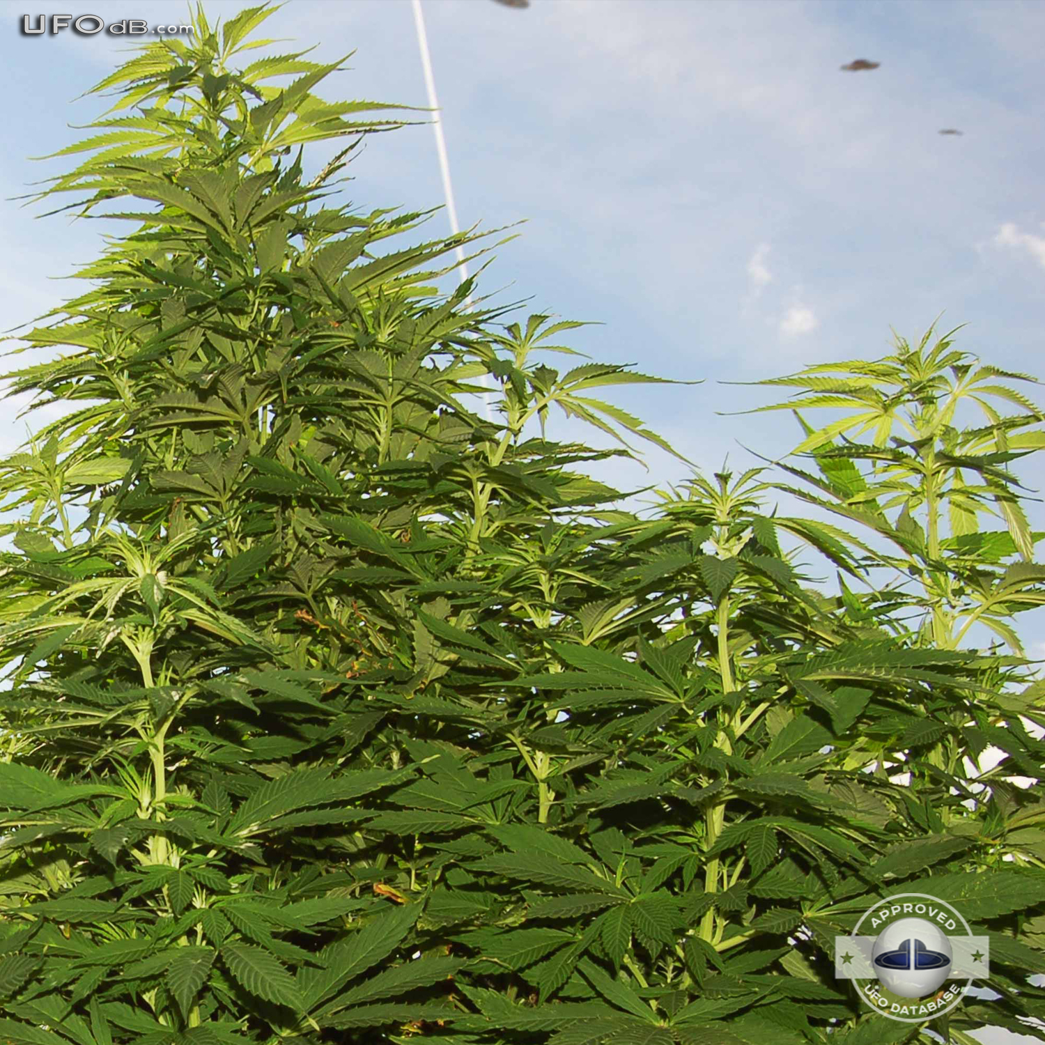 Amsterdam weed grower see three saucer UFOs passing in the sky UFO Picture #366-1