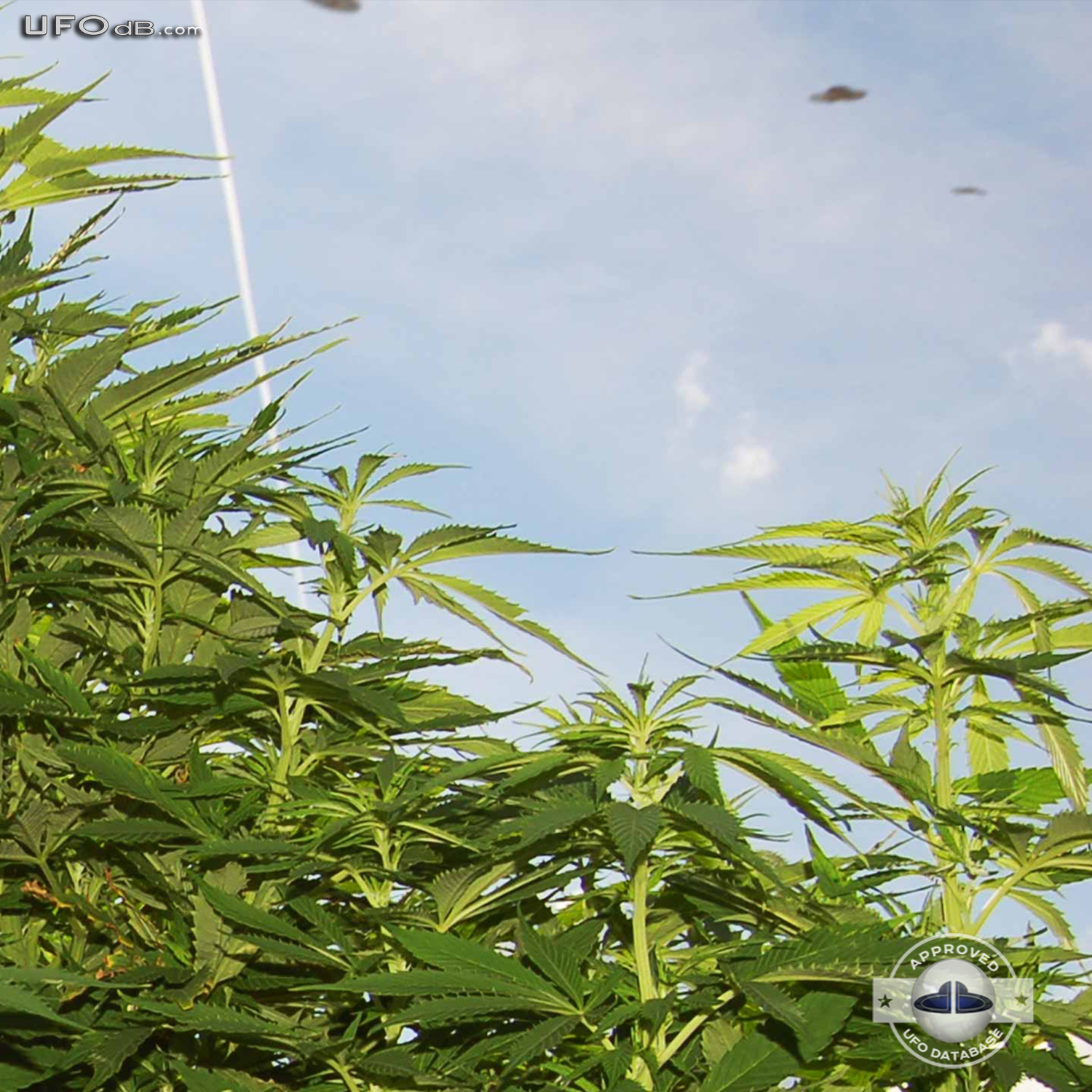 Amsterdam weed grower see three saucer UFOs passing in the sky UFO Picture #366-2