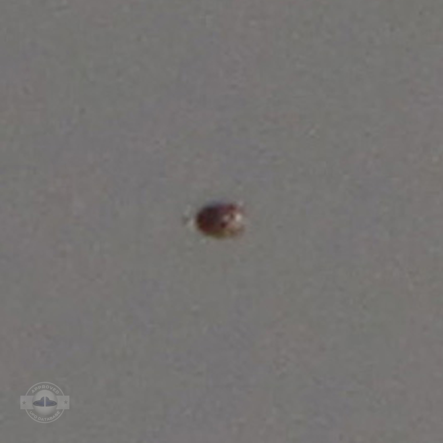 Glowing Reddish Brown 10 foot UFO | Kumeu Auckland, New Zealand 2011 UFO Picture #211-3