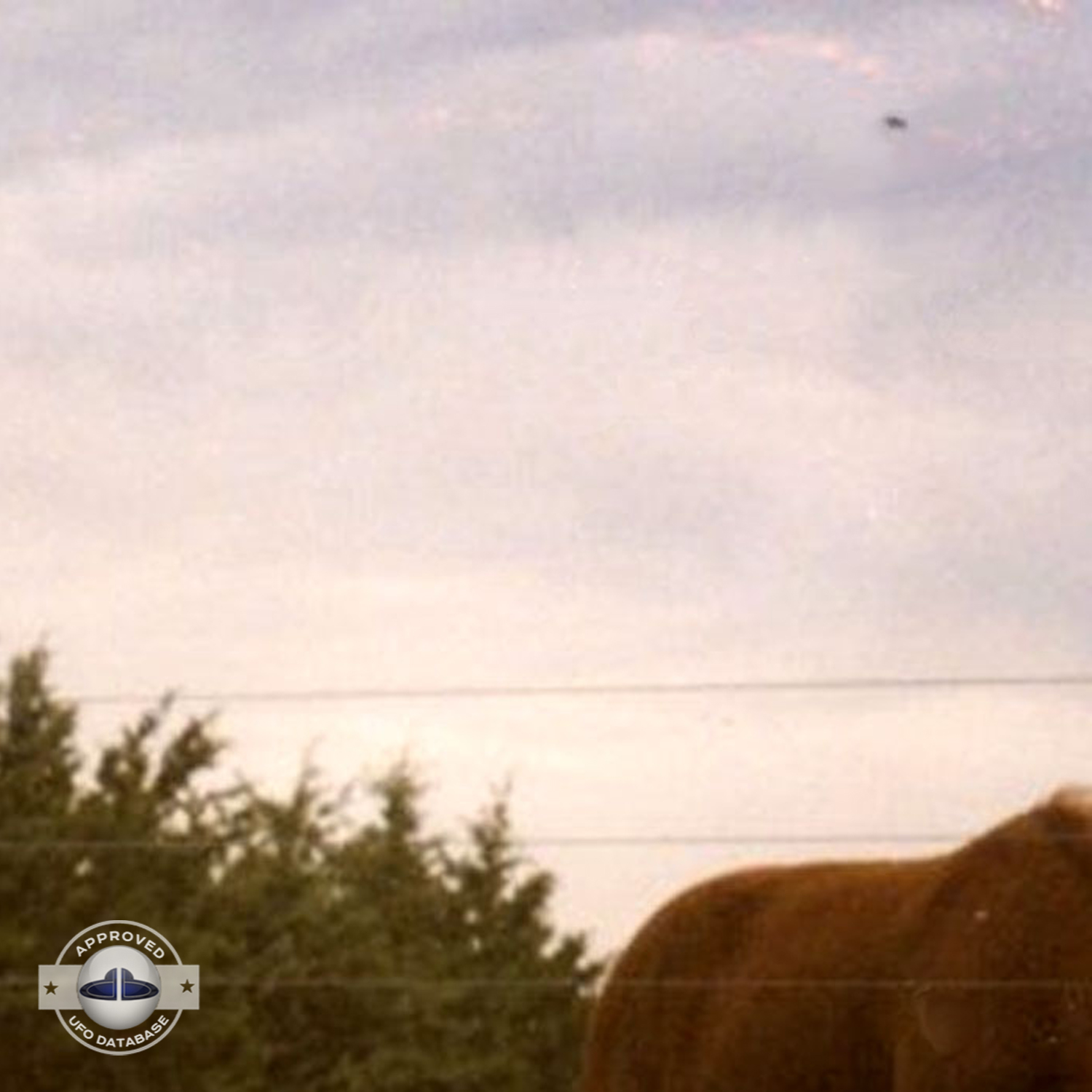 UFO flying over pasture with lama and horse in grey cloudy sky UFO Picture #19-2
