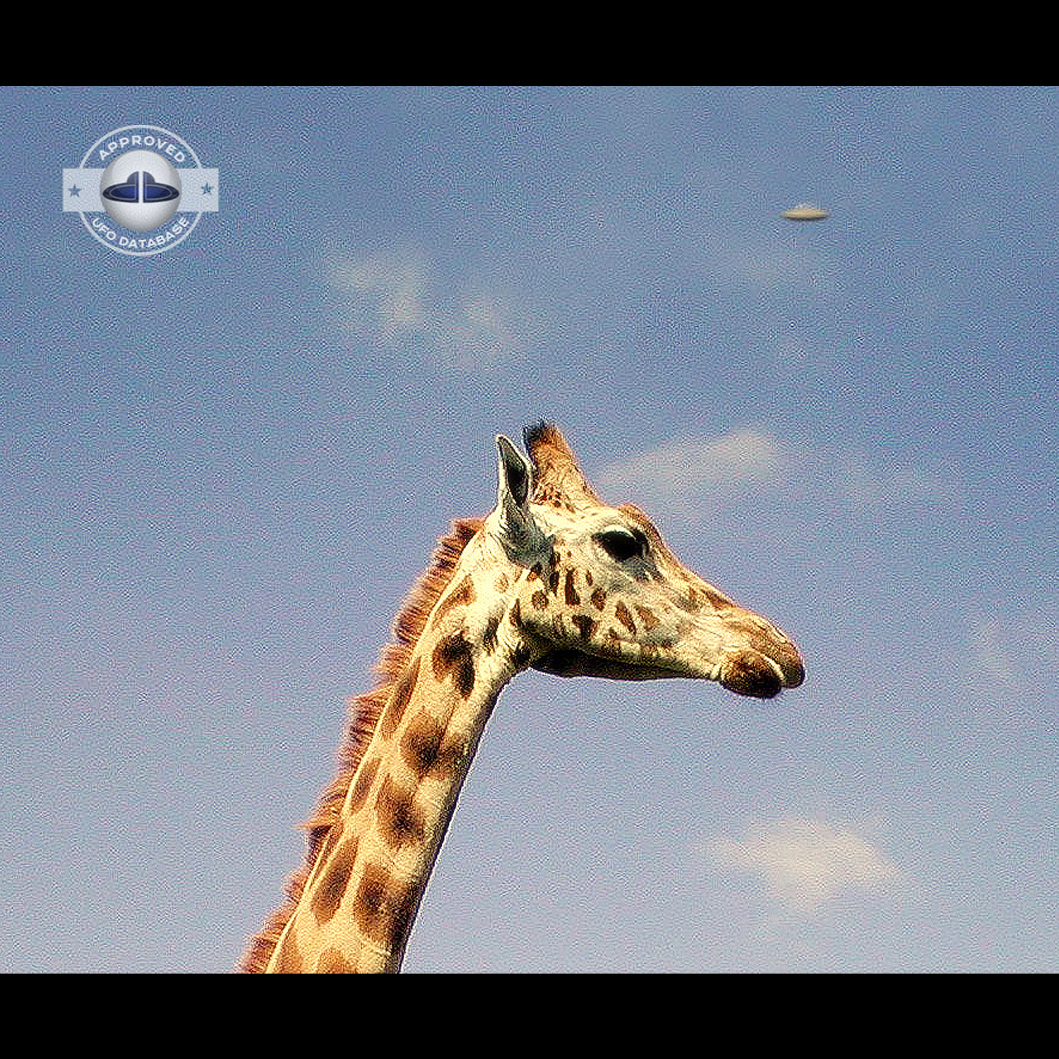 UFO picture shot in Plymouth Zoo which was located in Central Park UFO Picture #132-3