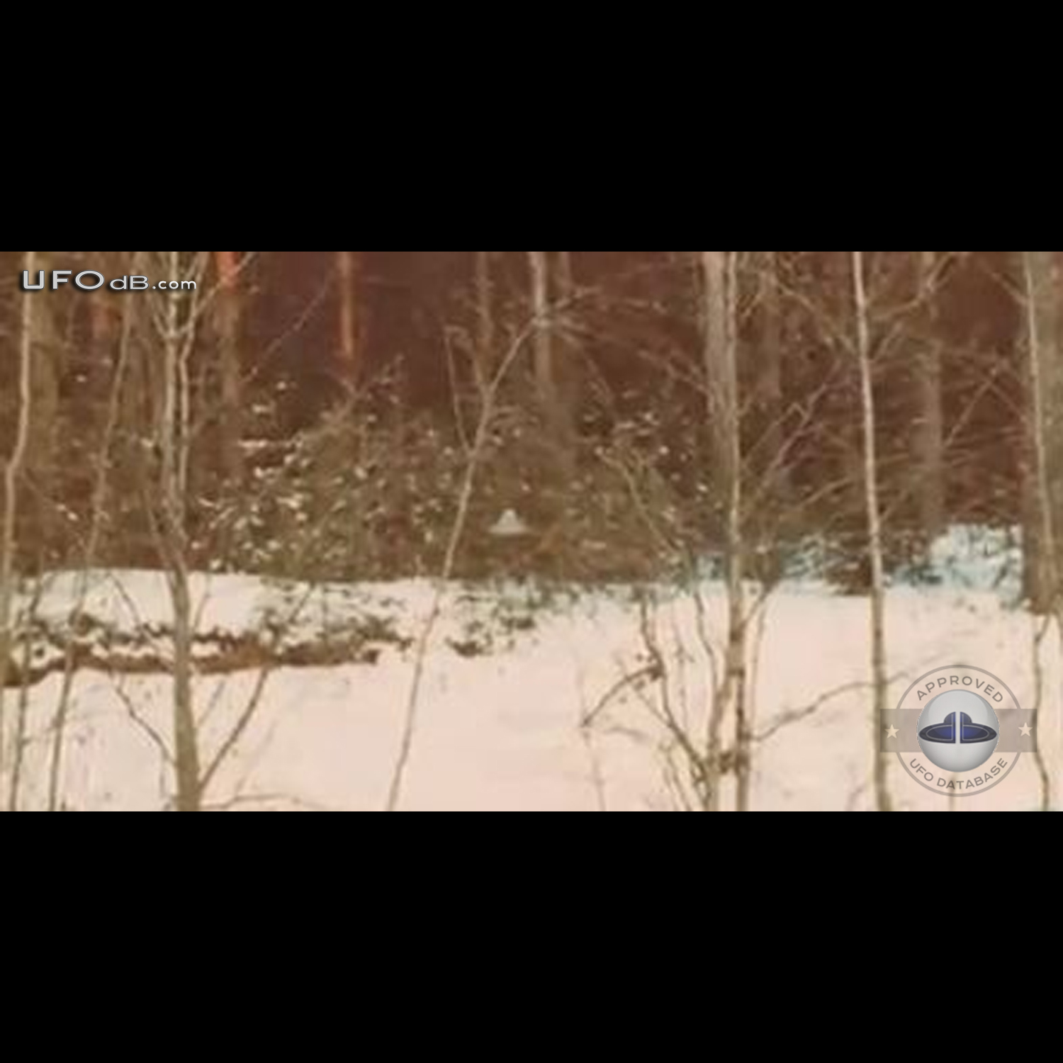 Suonenjoki UFO probe going around trees in the forest | March 16 1979 UFO Picture #336-2