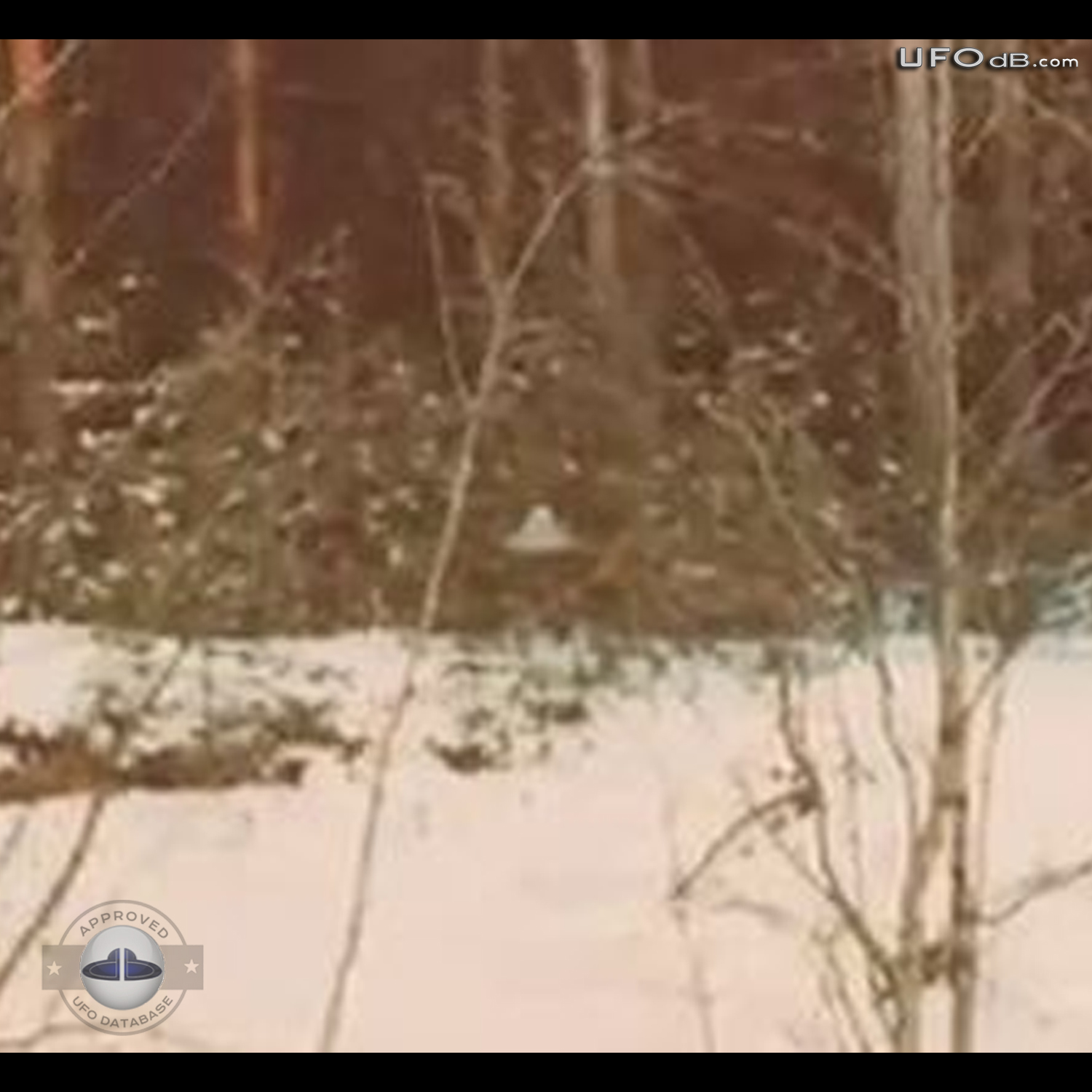 Suonenjoki UFO probe going around trees in the forest | March 16 1979 UFO Picture #336-3