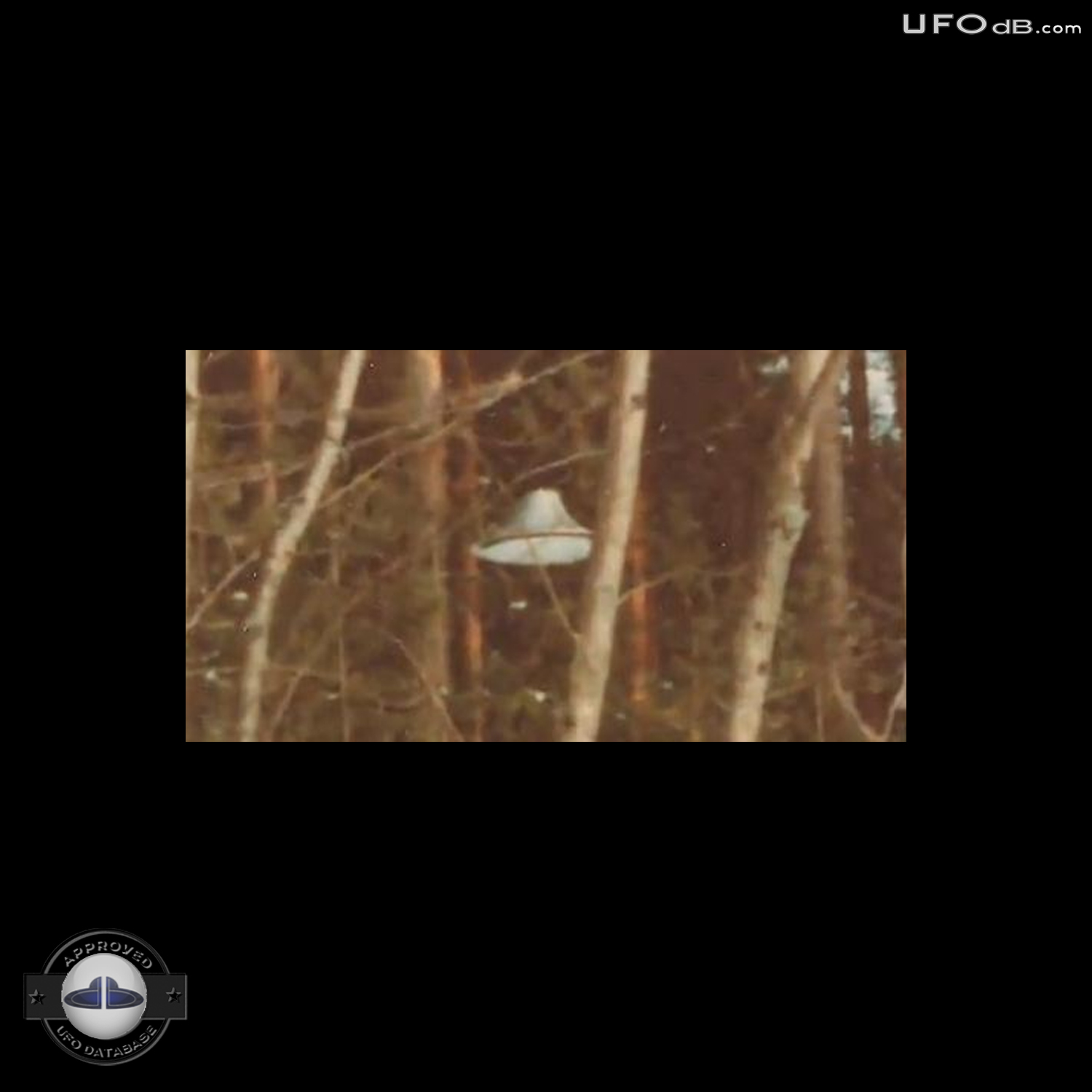 Suonenjoki UFO probe going around trees in the forest | March 16 1979 UFO Picture #336-7