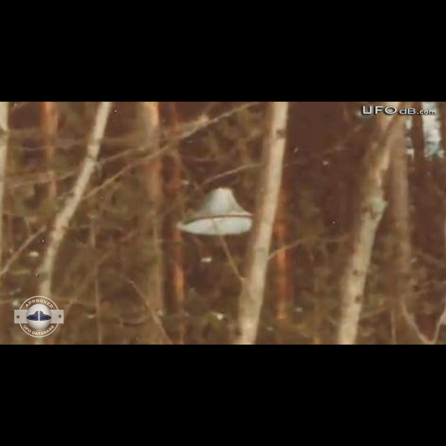 Suonenjoki UFO probe going around trees in the forest | March 16 1979 UFO Picture #336-8