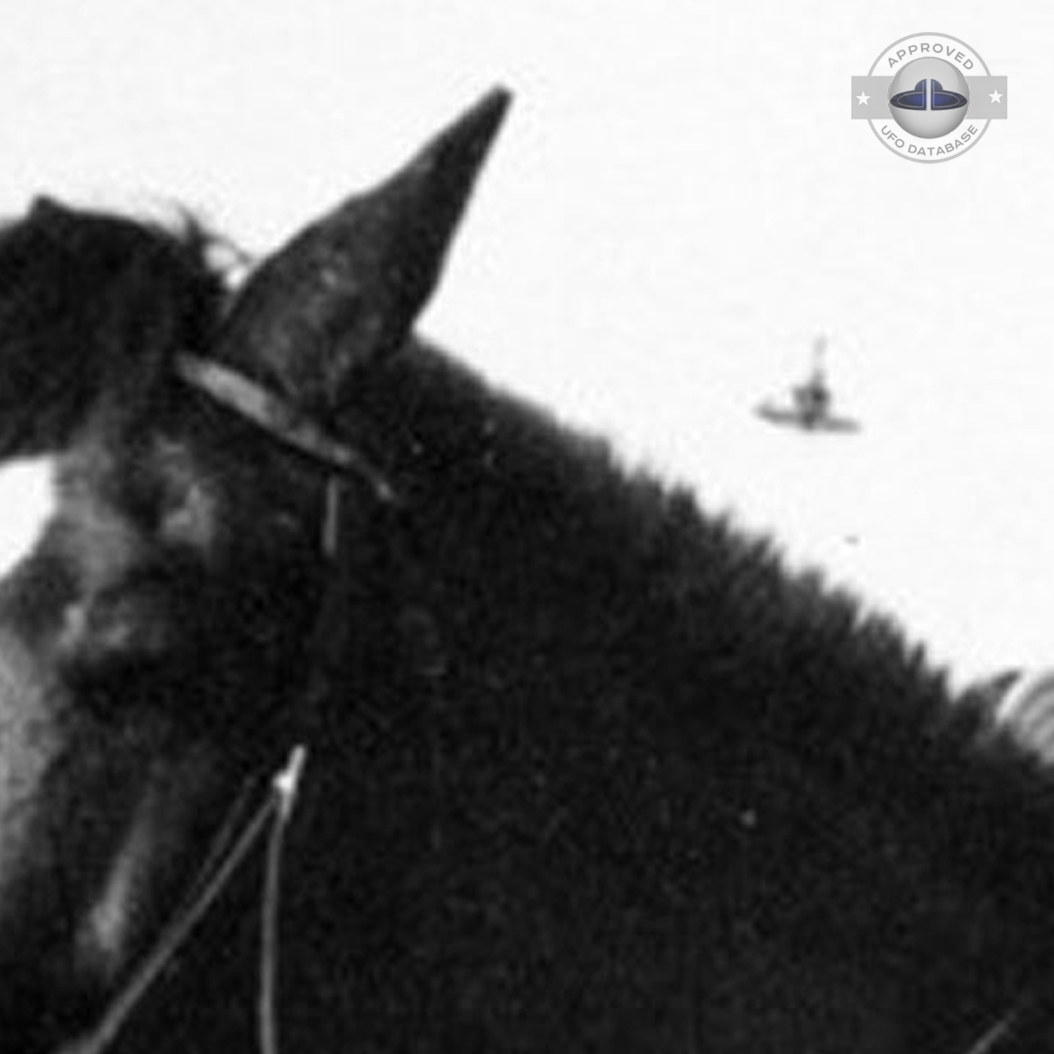 UFO picture - Jack LeMonde sitting on a horse - Burbank, California UFO Picture #115-4