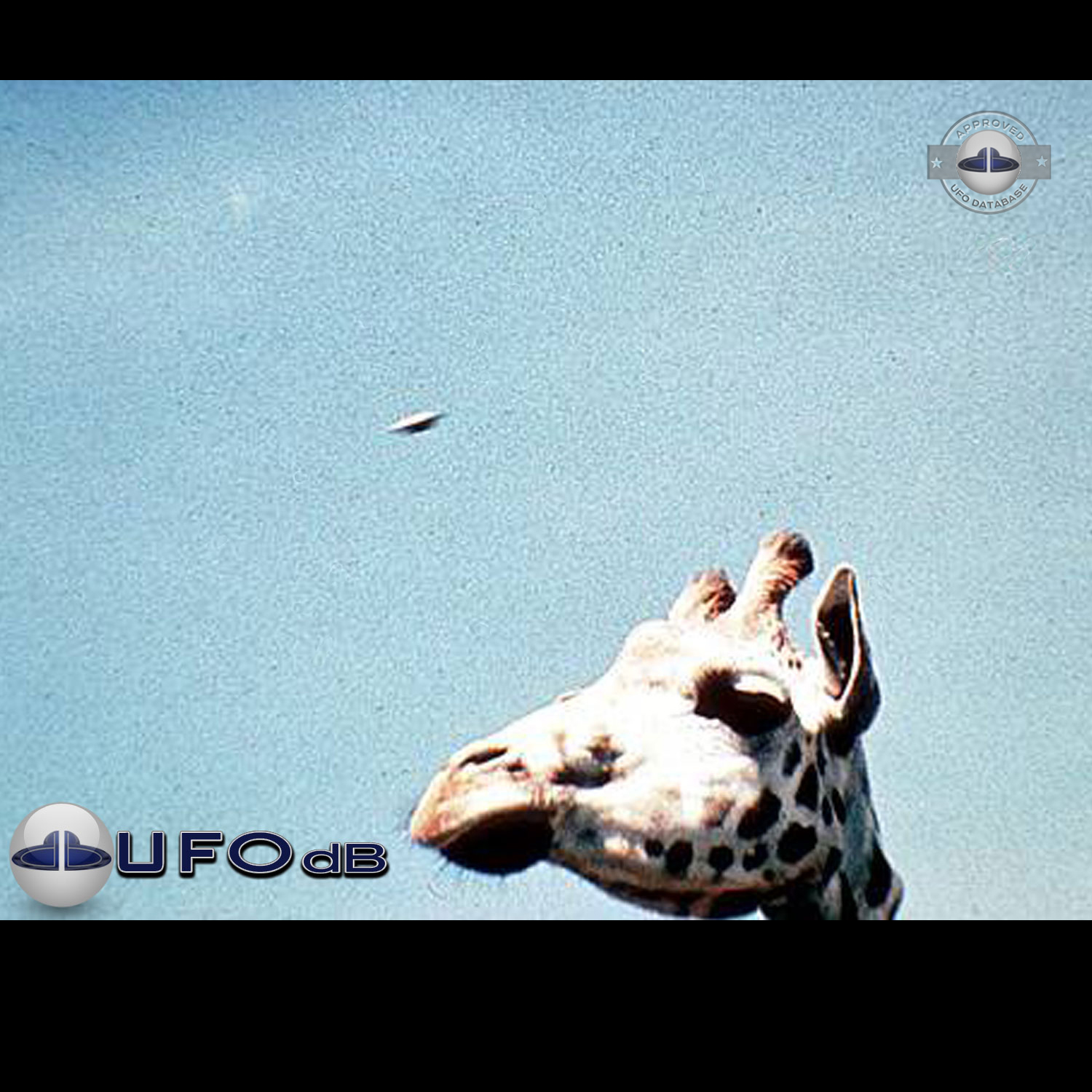 UFO picture shot in Plymouth Zoo which was located in Central Park UFO Picture #132-1