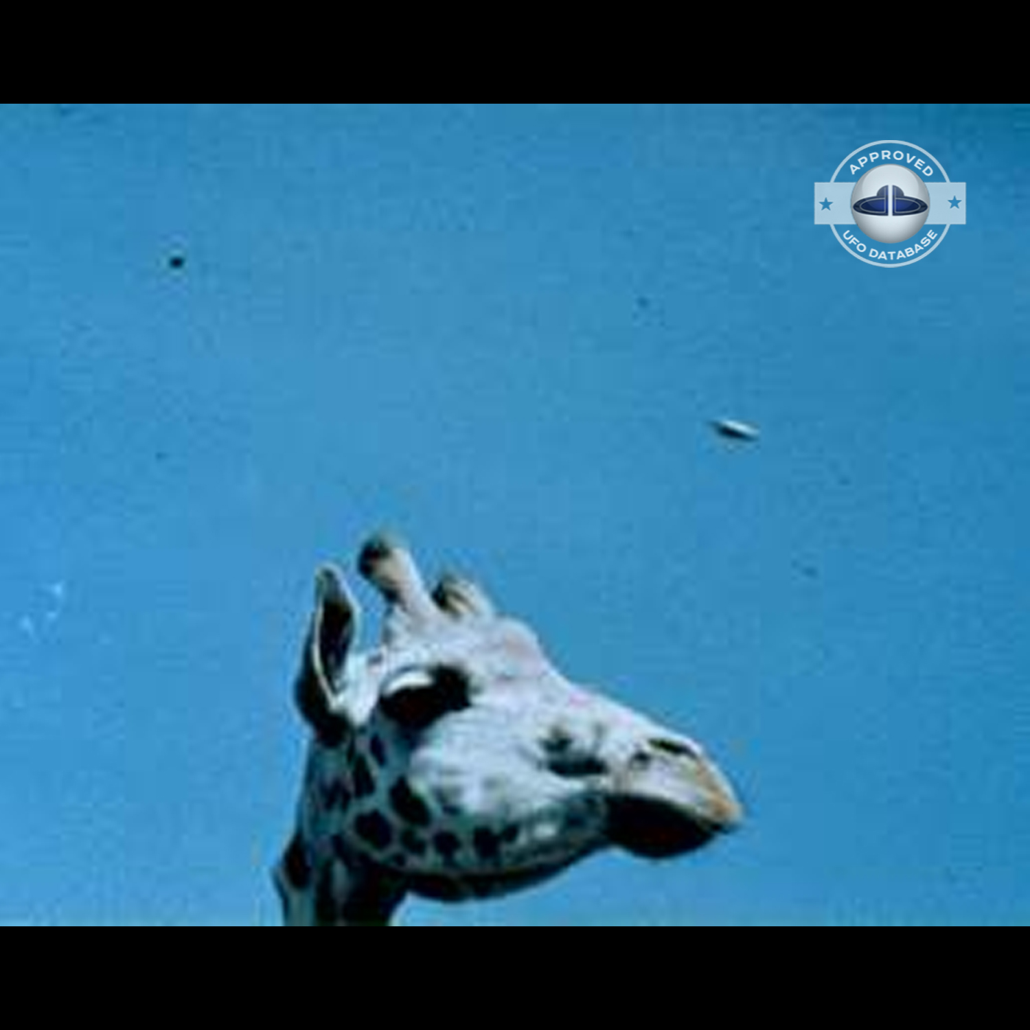 UFO picture shot in Plymouth Zoo which was located in Central Park UFO Picture #132-2