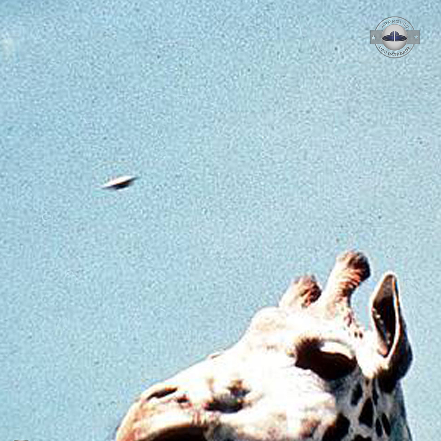 UFO picture shot in Plymouth Zoo which was located in Central Park UFO Picture #132-4