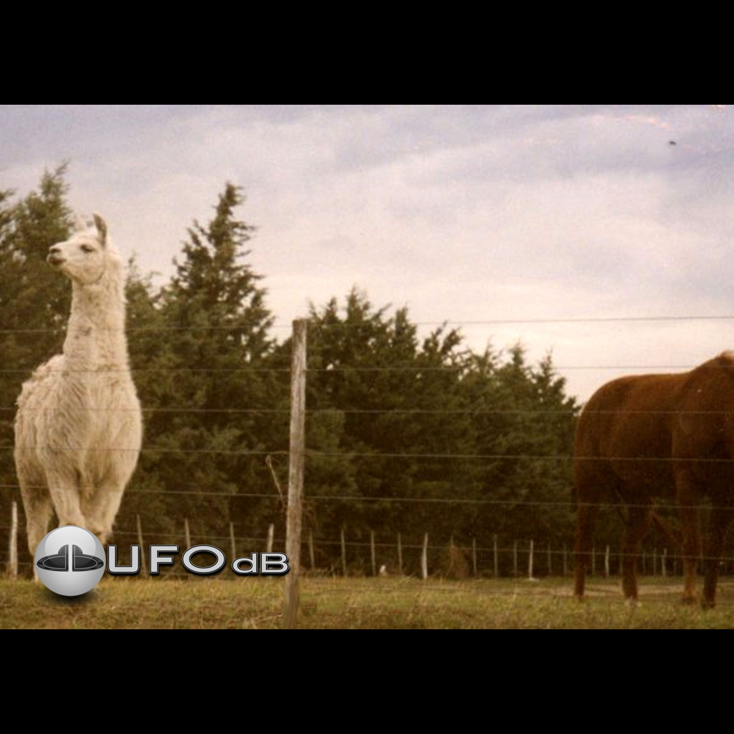 UFO flying over pasture with lama and horse in grey cloudy sky UFO Picture #19-1