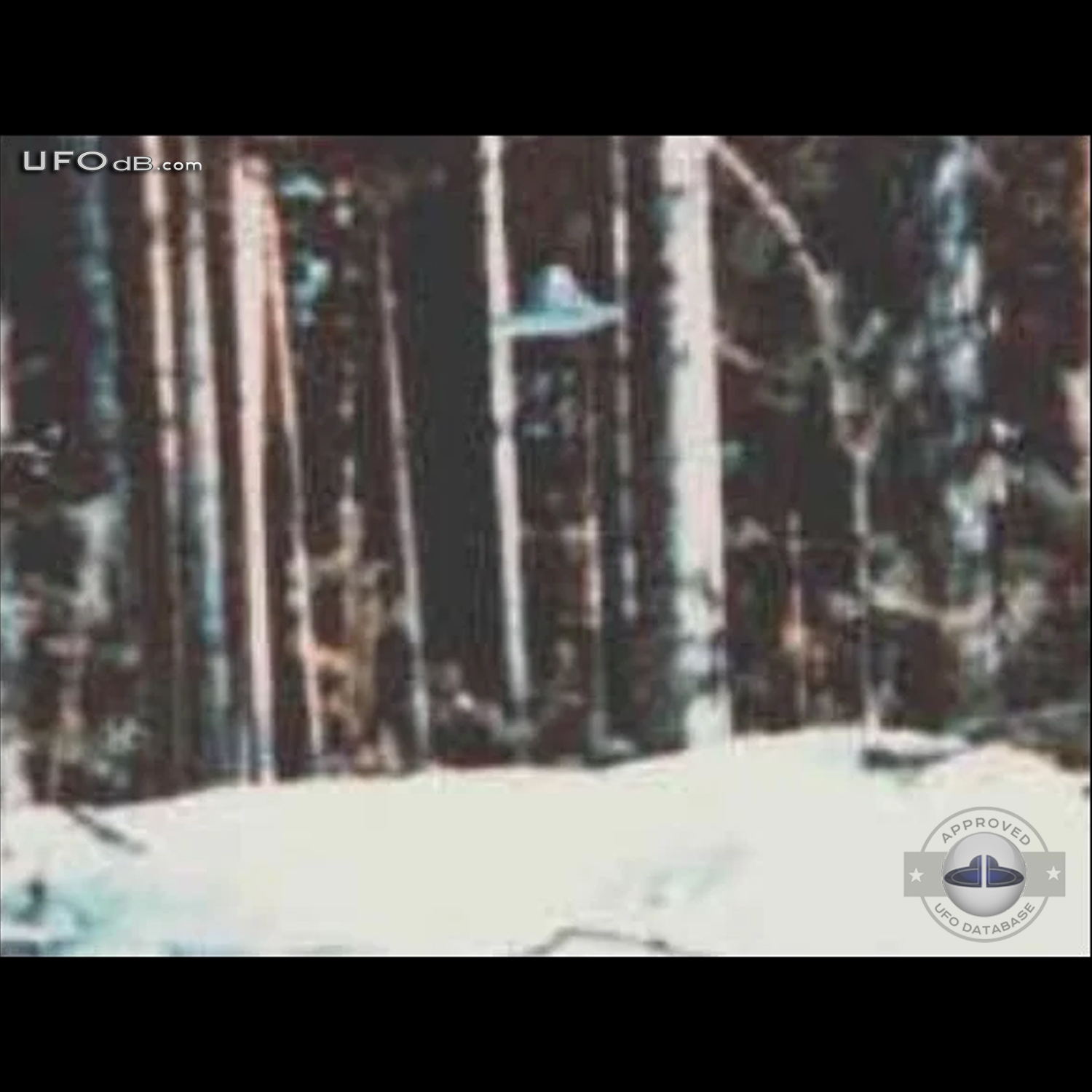 Suonenjoki UFO probe going around trees in the forest | March 16 1979 UFO Picture #336-1