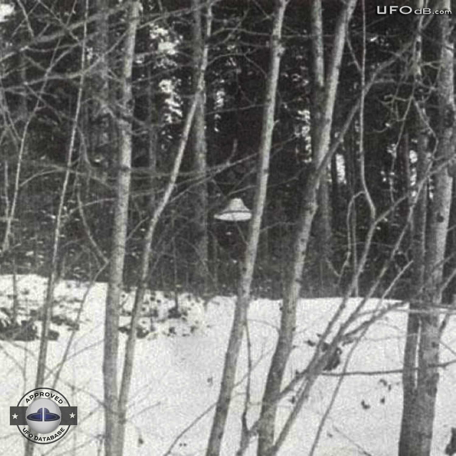 Suonenjoki UFO probe going around trees in the forest | March 16 1979 UFO Picture #336-5