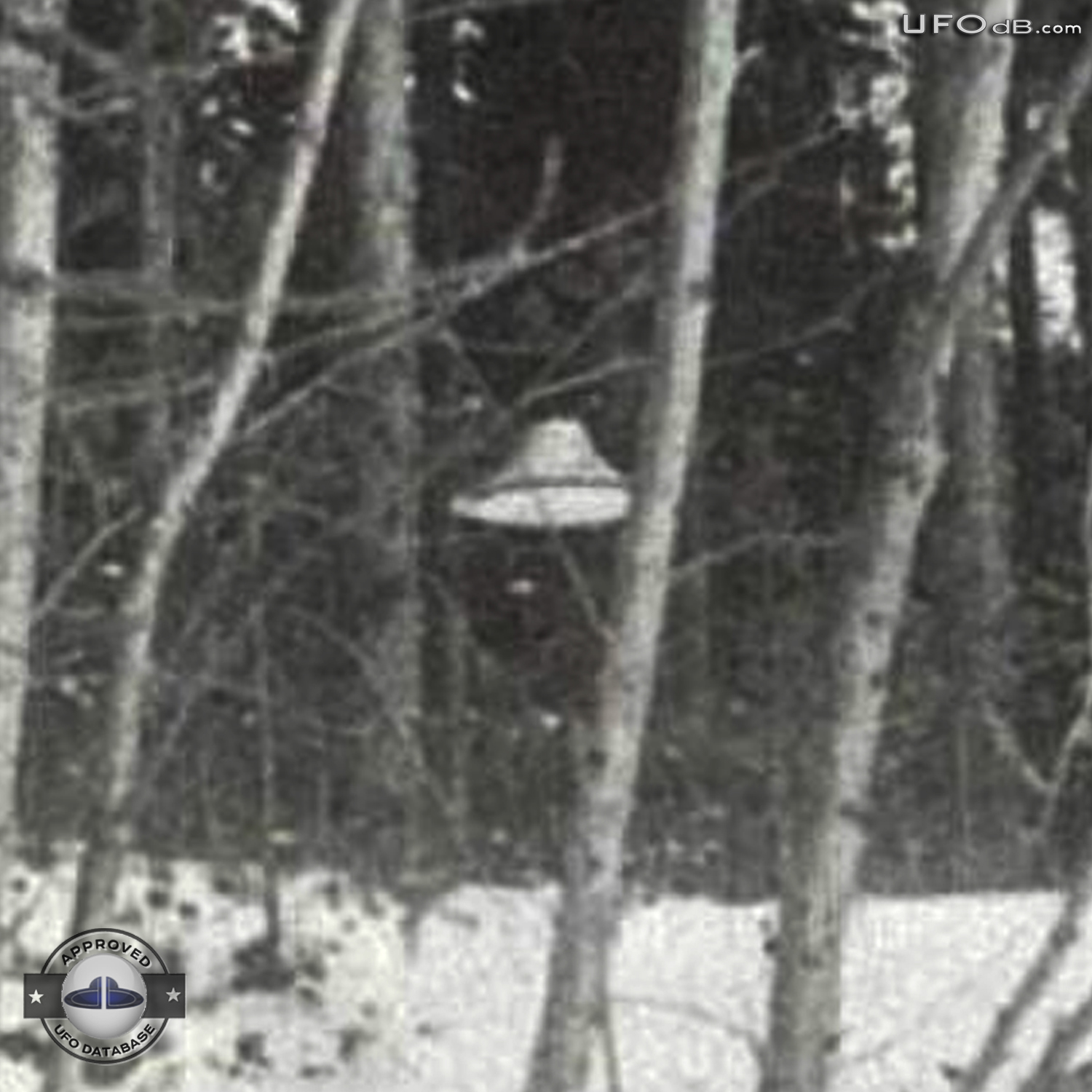Suonenjoki UFO probe going around trees in the forest | March 16 1979 UFO Picture #336-6