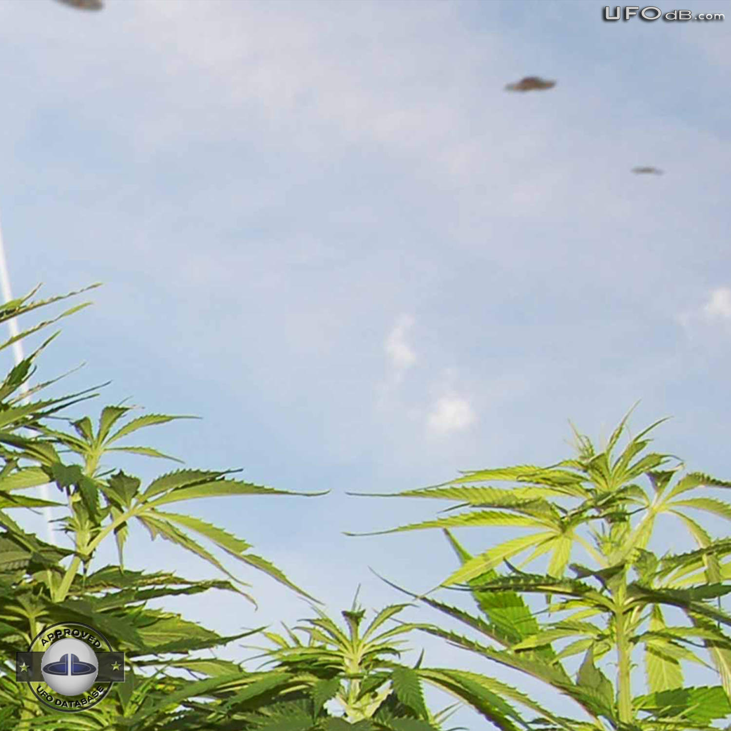 Amsterdam weed grower see three saucer UFOs passing in the sky UFO Picture #366-3
