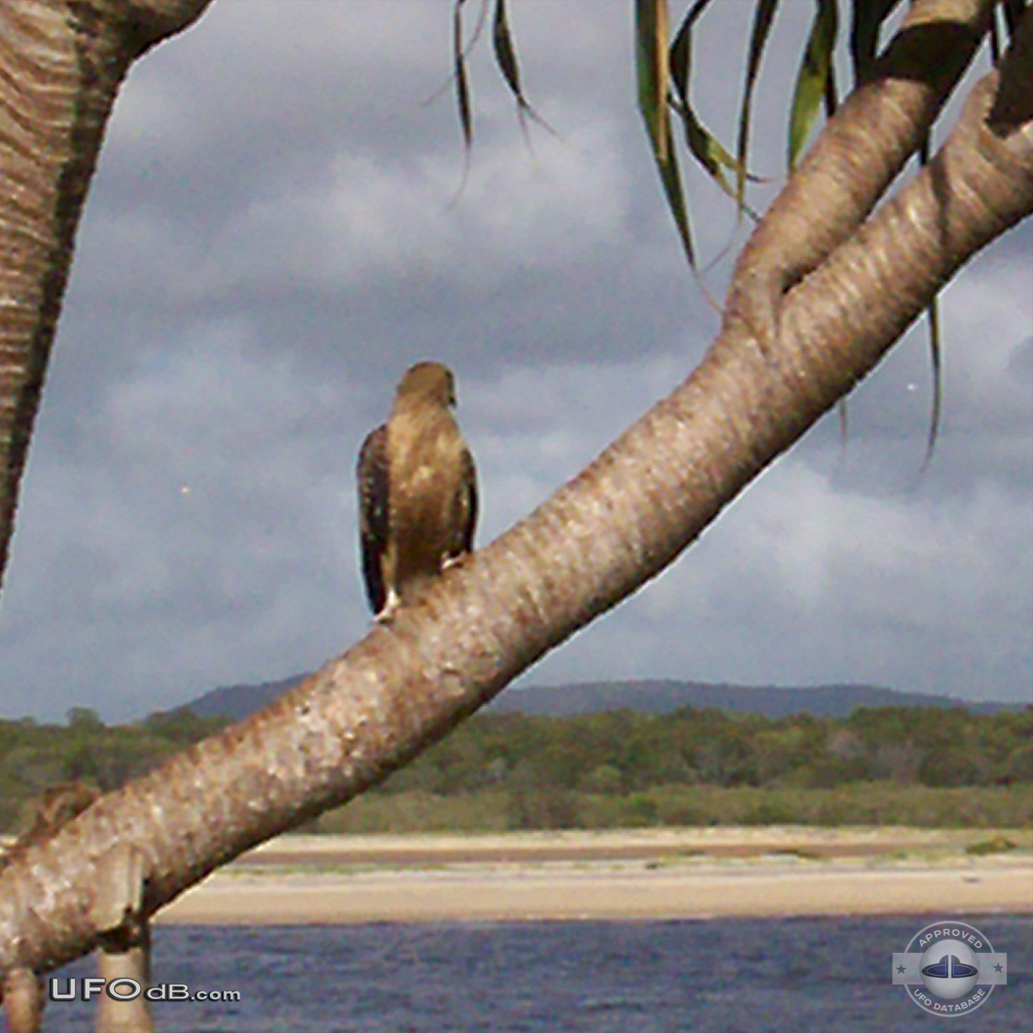 Bird photo captures two UFOs passing near Noosa Heads, Australia 2012 UFO Picture #411-1