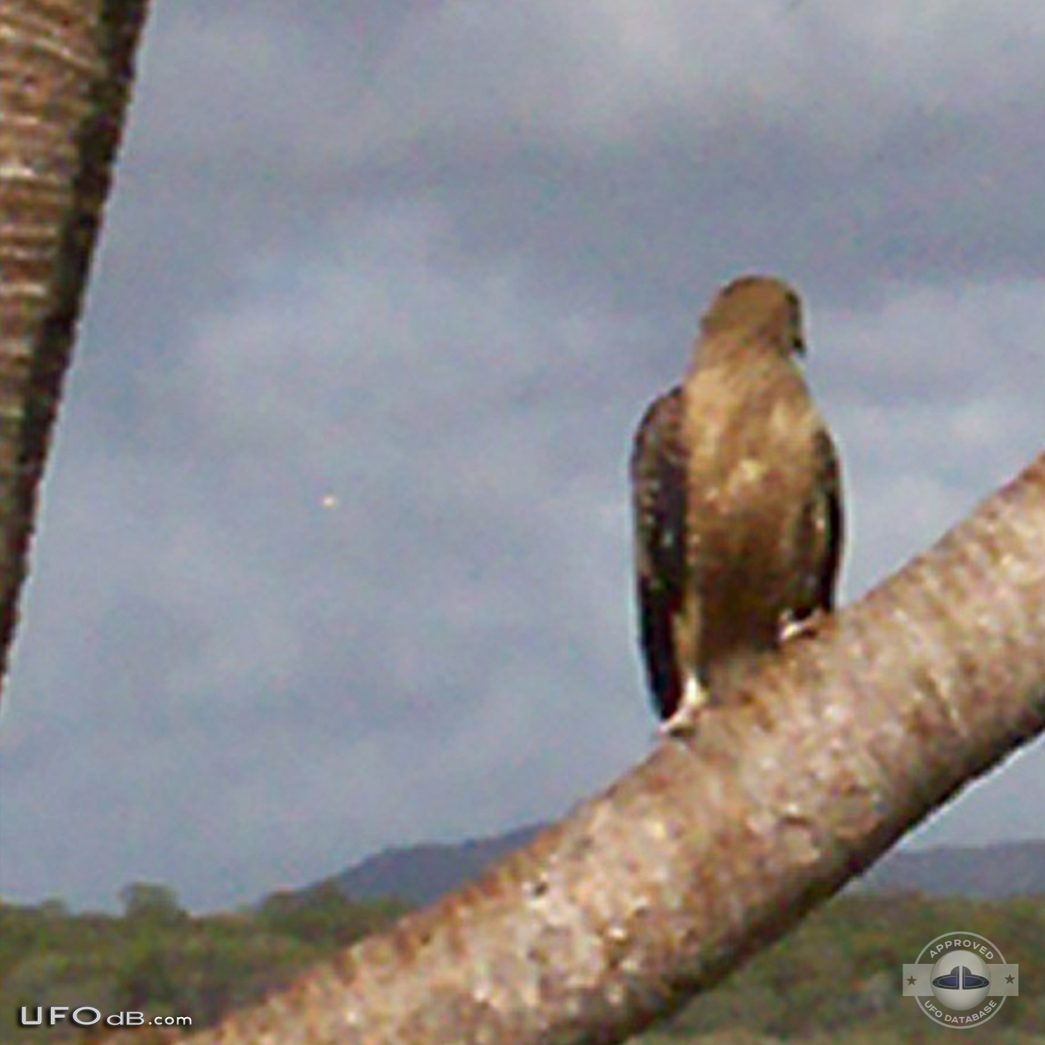 Bird photo captures two UFOs passing near Noosa Heads, Australia 2012 UFO Picture #411-2