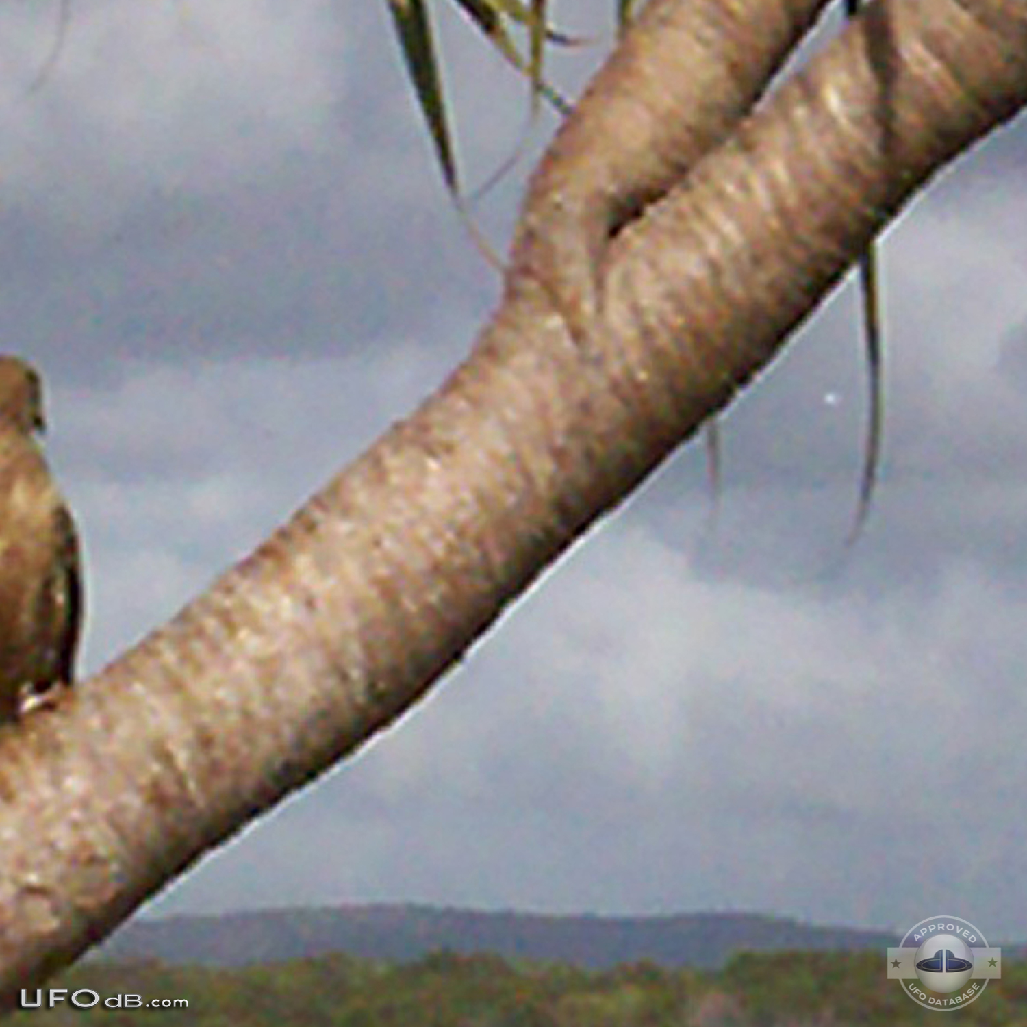 Bird photo captures two UFOs passing near Noosa Heads, Australia 2012 UFO Picture #411-3