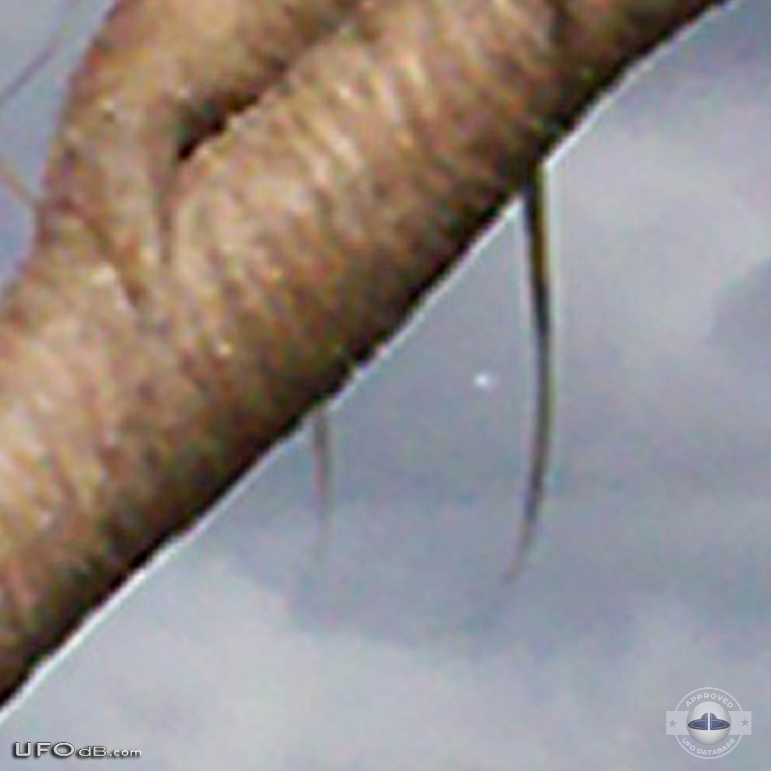 Bird photo captures two UFOs passing near Noosa Heads, Australia 2012 UFO Picture #411-4