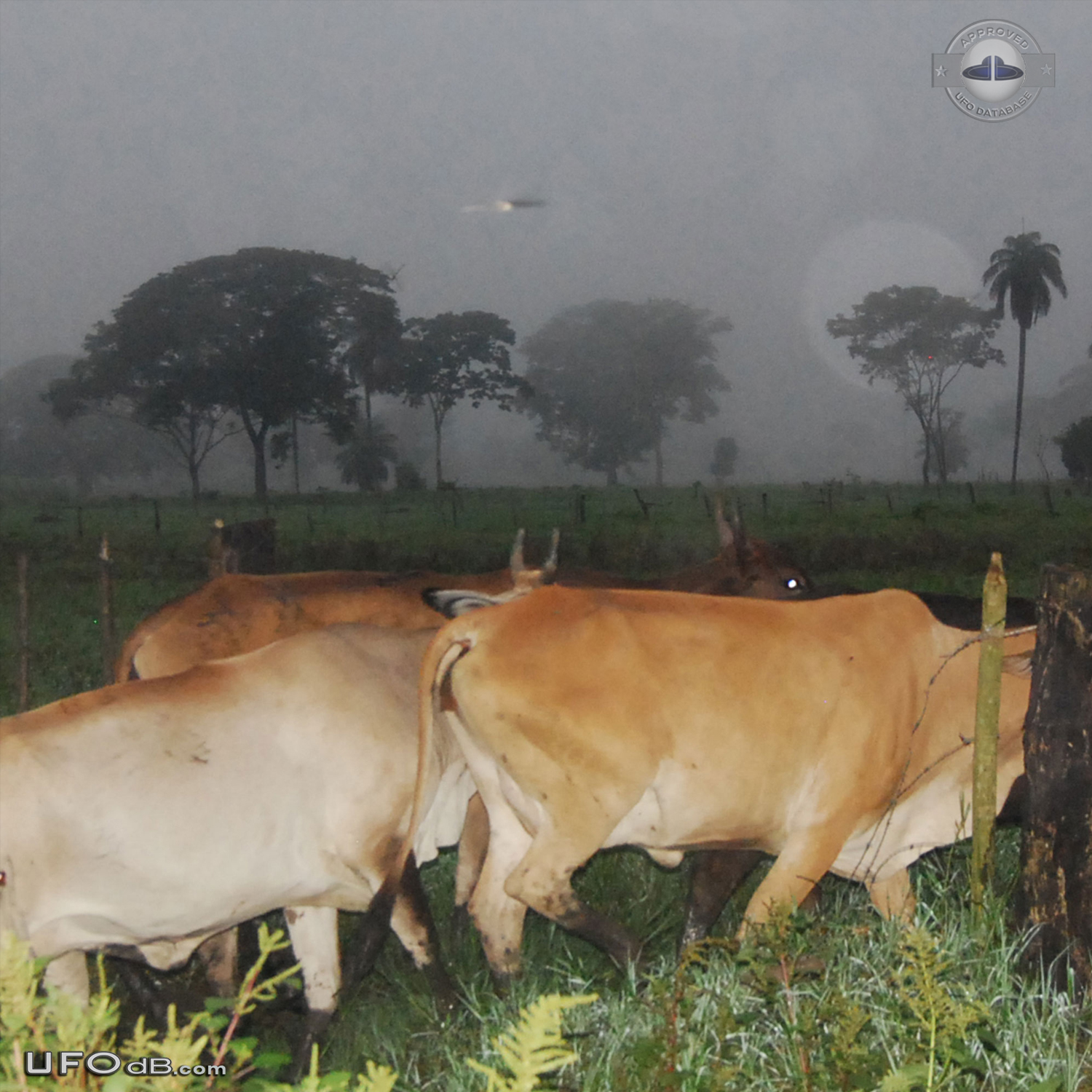 Cattle farm picture reveals passing saucer UFO in Portugesa, Venezuela UFO Picture #484-1