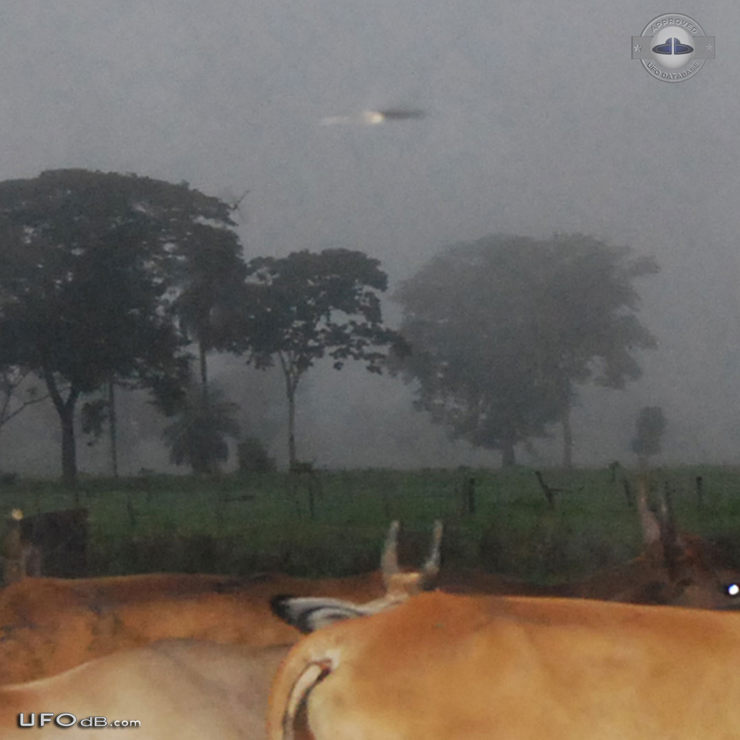 Cattle farm picture reveals passing saucer UFO in Portugesa, Venezuela UFO Picture #484-2