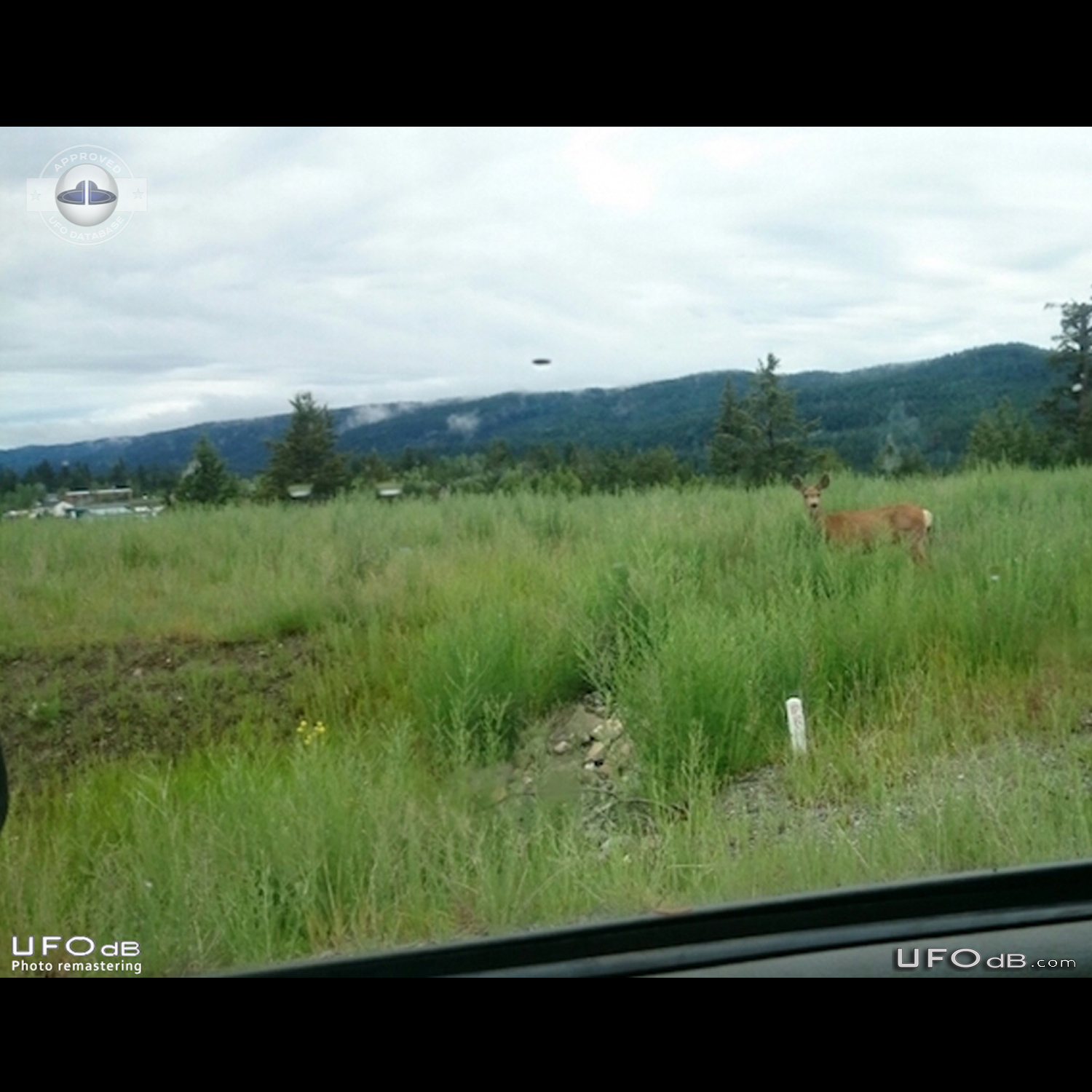 Deer picture gets a UFO passing by near Logan Lake British Columbia Ca UFO Picture #844-1