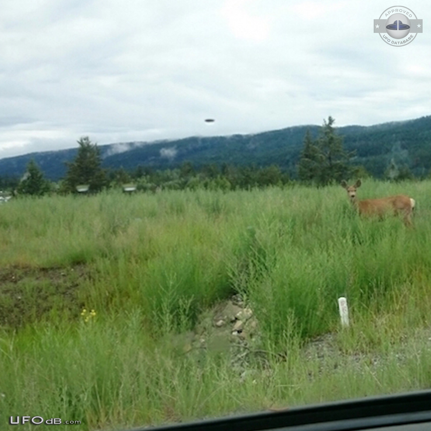 Deer picture gets a UFO passing by near Logan Lake British Columbia Ca UFO Picture #844-2