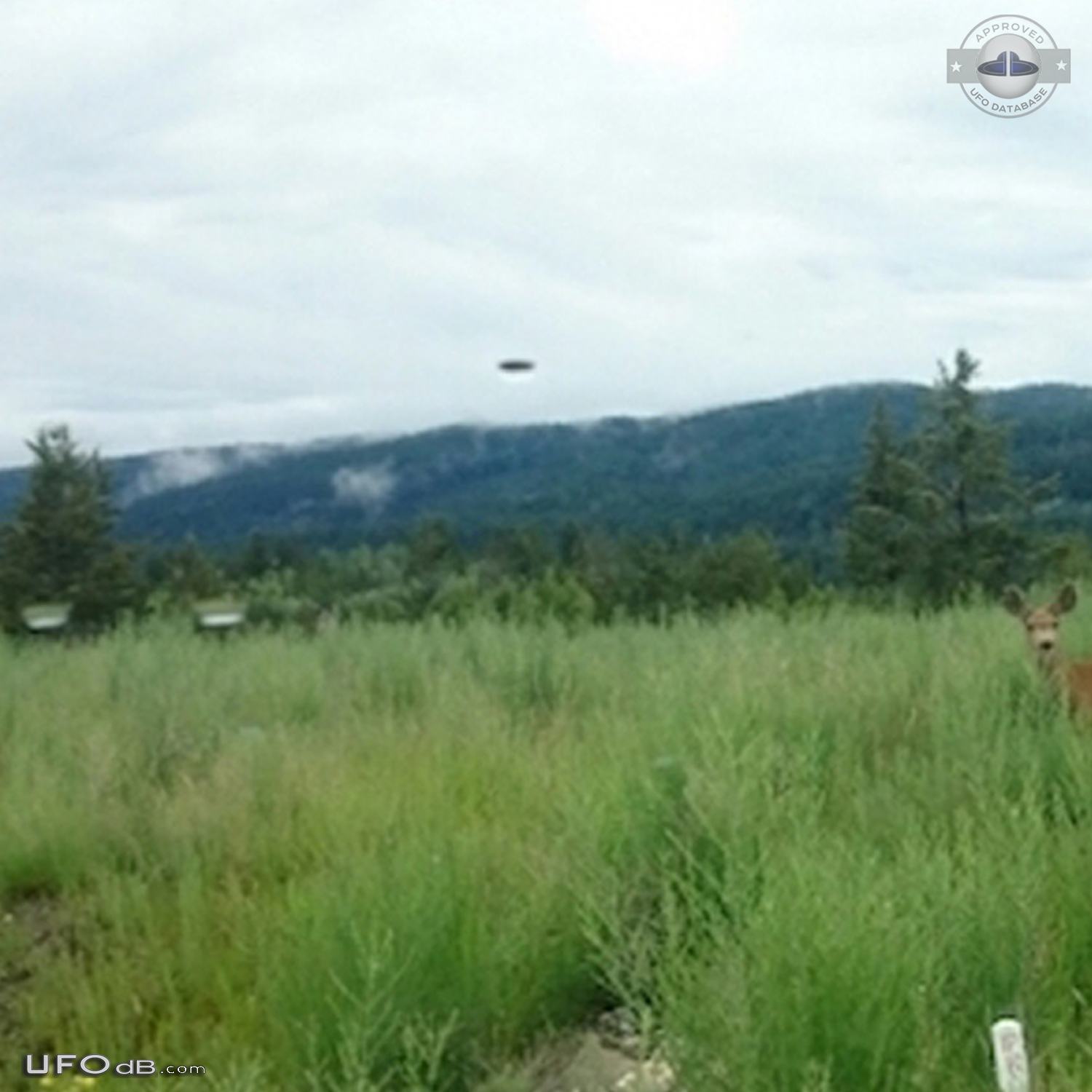 Deer picture gets a UFO passing by near Logan Lake British Columbia Ca UFO Picture #844-3